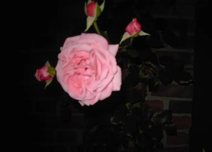 Lodge Sommerhaus Barlo Μπόχολτ